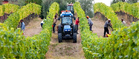 farmer on tractor - Ripened Brunello grapes, Sangiovese, being harvested at the wine estate of La Fornace at Montalcino in Val D'Orcia, Tuscany, Italy Stock Photo - Rights-Managed, Code: 841-07540629