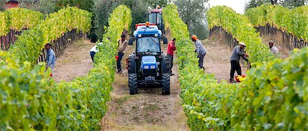 simsearch:632-02690346,k - Ripened Brunello grapes, Sangiovese, being harvested at the wine estate of La Fornace at Montalcino in Val D'Orcia, Tuscany, Italy Stock Photo - Rights-Managed, Code: 841-07540629