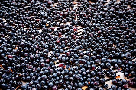 farm harvesting equipment - Ripened Brunello grapes, Sangiovese, being harvested at the wine estate of La Fornace at Montalcino in Val D'Orcia, Tuscany, Italy Stock Photo - Rights-Managed, Code: 841-07540630