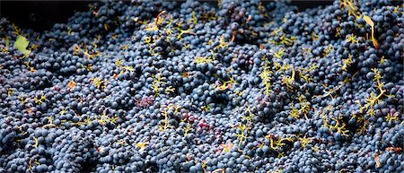 simsearch:400-03952495,k - Ripened Brunello grapes, Sangiovese, being harvested at the wine estate of La Fornace at Montalcino in Val D'Orcia, Tuscany, Italy Foto de stock - Con derechos protegidos, Código: 841-07540631