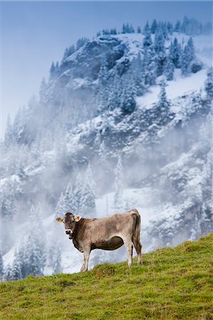 Traditional alpine cattle in the Bavarian Alps, Germany Photographie de stock - Rights-Managed, Code: 841-07540660