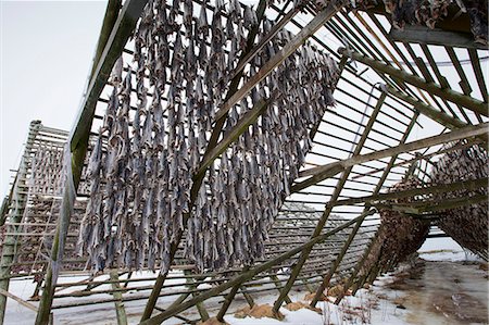 Stockfish cod drying on traditional racks, hjell, in the Arctic Circle on the island of Ringvassoya in region of Tromso, Northern Norway Stock Photo - Rights-Managed, Code: 841-07540699