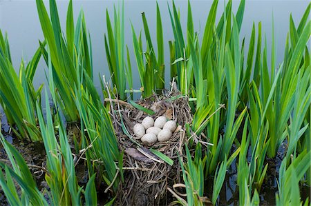 Moorhen's nest, with seven eggs laid, made with twigs among iris plants in a pond in Swinbrook, the Cotswolds, Oxfordshire, UK Photographie de stock - Rights-Managed, Code: 841-07540708