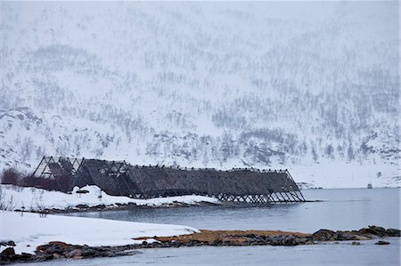 fülle - Stockfish cod drying on traditional racks, hjell, on foreshore in the Arctic Circle on Ringvassoya Island, Tromso, Northern Norway Stockbilder - Lizenzpflichtiges, Bildnummer: 841-07540701