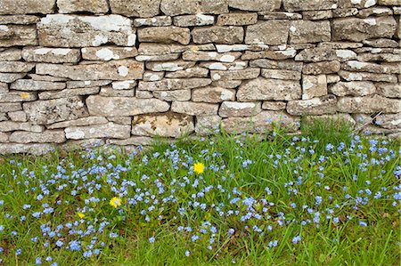 drystone wall - Forget-Me-Not, Myosotis arvensis, wildflowers and dandelions by drystone wall  in springtime in Swinbrook in the Cotswolds, UK Foto de stock - Con derechos protegidos, Código: 841-07540710