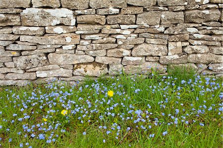 simsearch:841-07204872,k - Forget-Me-Not, Myosotis arvensis, wildflowers and dandelions by drystone wall  in springtime in Swinbrook in the Cotswolds, UK Photographie de stock - Rights-Managed, Code: 841-07540710