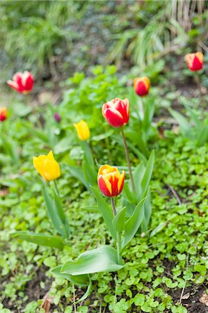 Tulips, Tulipa, spring flowers in the Cotswolds, Oxfordshire, UK Foto de stock - Con derechos protegidos, Código: 841-07540711