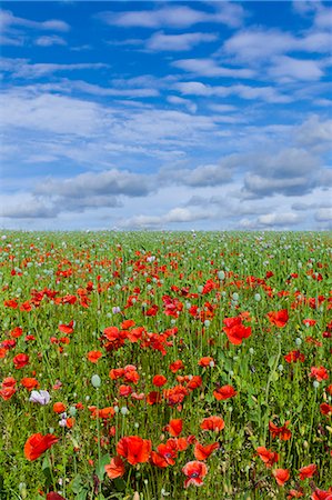 simsearch:841-07540388,k - Poppies and other wildflowers in a crop meadow at Fonthill Gifford  in Wiltshire, UK Foto de stock - Con derechos protegidos, Código: 841-07540720