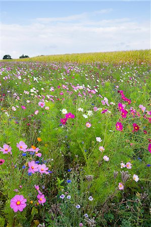 flower land - Wildflower border by maize crop in a field in rural Normandy, France Stock Photo - Rights-Managed, Code: 841-07540732