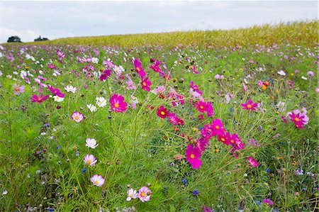 Wildflower border by maize crop in a field in rural Normandy, France Foto de stock - Con derechos protegidos, Código: 841-07540733