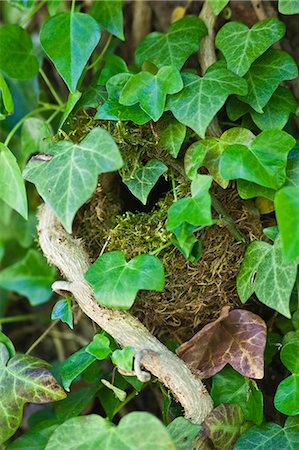simsearch:841-07204876,k - Wren's nest nestled secretly hidden among ivy leaves on a wall in The Cotswolds, Oxfordshire, England, UK Foto de stock - Con derechos protegidos, Código: 841-07540747