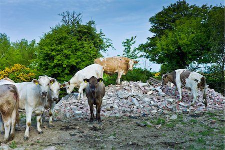 simsearch:841-07540840,k - Irish cattle climb on builders' rubble near Tagoat, County Rosslare, Ireland Foto de stock - Con derechos protegidos, Código: 841-07540750