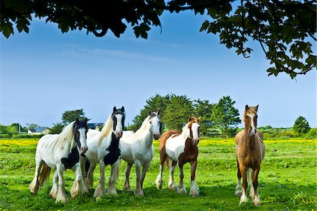 five animals - Traditional Irish paint shire horses, skewbald and piebald in buttercup meadow near Kilmore, Ireland Stock Photo - Rights-Managed, Code: 841-07540751