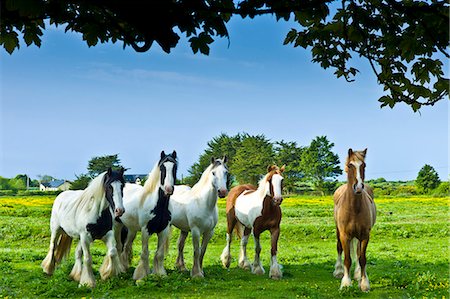 Traditional Irish paint shire horses, skewbald and piebald in buttercup meadow near Kilmore, Ireland Stock Photo - Rights-Managed, Code: 841-07540751