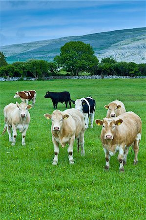 field cow - Cattle with The Burren karst landscape behind, County Clare, West of Ireland Stock Photo - Rights-Managed, Code: 841-07540812