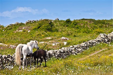 simsearch:841-08645332,k - Connemara pony mare with foal suckling in buttercup meadow, Connemara, County Galway, Ireland Foto de stock - Direito Controlado, Número: 841-07540832