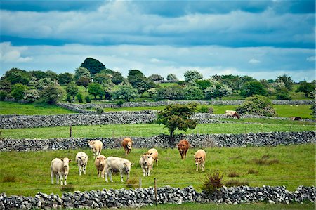 Cows in dry stone wall paddock near Ballinrobe, County Mayo, Ireland Stock Photo - Rights-Managed, Code: 841-07540849