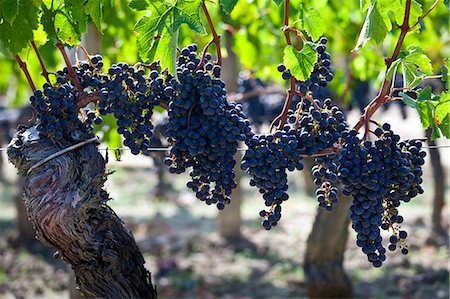 Ripe Merlot grapes at the famous Chateau Petrus wine estate at Pomerol in the Bordeaux region of France Foto de stock - Con derechos protegidos, Código: 841-07540865