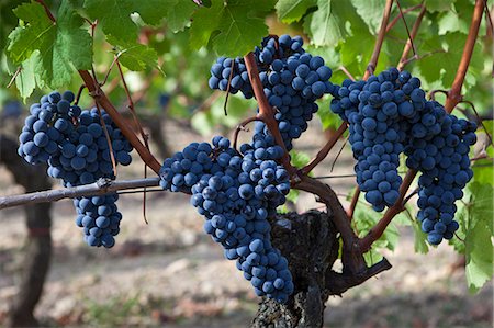 france vineyard - Merlot grapes on ancient vine at Chateau Lafleur at Pomerol in the Bordeaux region of France Photographie de stock - Rights-Managed, Code: 841-07540867