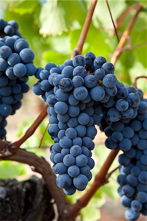 Merlot grapes on ancient vine at Chateau Lafleur at Pomerol in the Bordeaux region of France Stock Photo - Rights-Managed, Code: 841-07540868