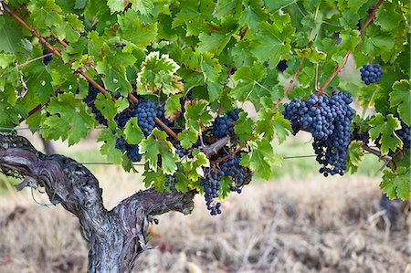 Merlot grapes ripe for harvesting from the vine in Bordeaux region of France Stock Photo - Rights-Managed, Code: 841-07540862