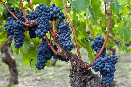 france vineyard - Ripe Cabernet Franc grapes on ancient vine in sandy soil at Chateau Cheval Blanc in St Emilion in the Bordeaux region of France Photographie de stock - Rights-Managed, Code: 841-07540870