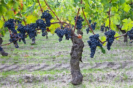 Ripe Cabernet Franc grapes on ancient vine in sandy soil at Chateau Cheval Blanc in St Emilion in the Bordeaux region of France Stock Photo - Rights-Managed, Code: 841-07540872