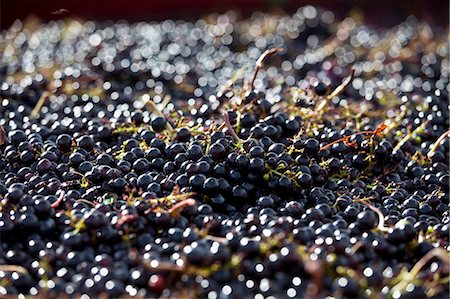 saint emilión - Ripe black grapes harvested at St Emilion, Bordeaux, Francee Foto de stock - Con derechos protegidos, Código: 841-07540893