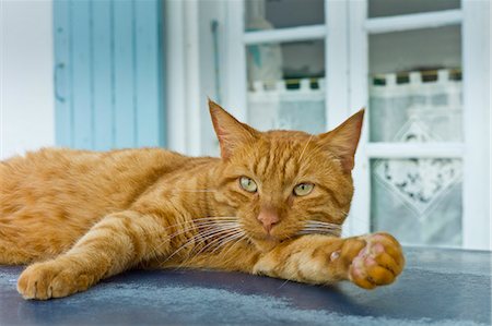 Ginger cat resting on hot tin roof at St Martin de Re, Ile de Re, France Stock Photo - Rights-Managed, Code: 841-07540909