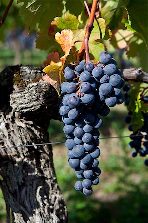 Merlot grapes at Chateau Beau-Sejour Becot, St Emilion in the Bordeaux wine region of France Stock Photo - Rights-Managed, Code: 841-07540900