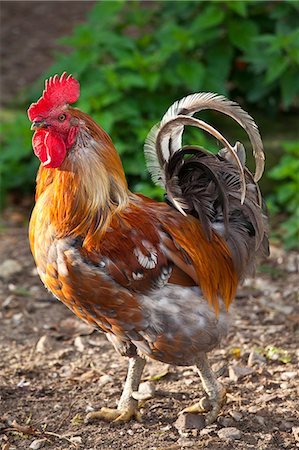 Chicken at Ferme de l'Eglise, Houesville, Normandy, France Photographie de stock - Rights-Managed, Code: 841-07540913