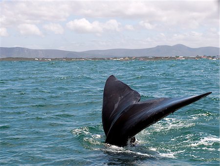 Southern right whale (Eubalaena australis) female adult tail in front of Kleinbaai, Western Cape, South Africa, Africa Photographie de stock - Rights-Managed, Code: 841-07540946