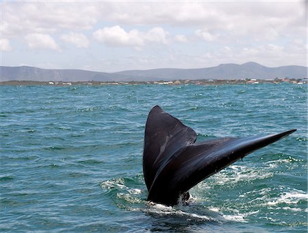 south africa nature - Southern right whale (Eubalaena australis) female adult tail in front of Kleinbaai, Western Cape, South Africa, Africa Stock Photo - Rights-Managed, Code: 841-07540946