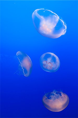 Moon jellyfish (Aurelia labiata) at Monterey Bay aquarium, Monterey, California, United States of America, North America Photographie de stock - Rights-Managed, Code: 841-07541029