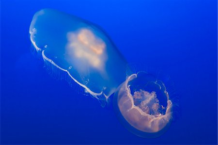 Moon jellyfish (Aurelia labiata) at Monterey Bay aquarium, Monterey, California, United States of America, North America Photographie de stock - Rights-Managed, Code: 841-07541030