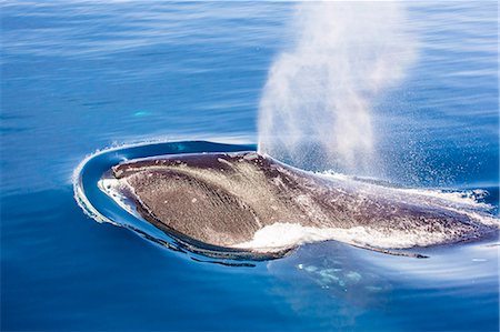 simsearch:6119-07780982,k - Adult bowhead whale (Balaena mysticetus) surfacing in Arctic Harbour, Isabella Bay, Baffin Island, Nunavut, Canada, North America Foto de stock - Con derechos protegidos, Código: 841-07589817