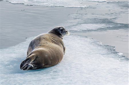Adult bearded seal (Erignathus barbatus) hauled out on ice in Lancaster Sound, Nunavut, Canada, North America Stockbilder - Lizenzpflichtiges, Bildnummer: 841-07589818
