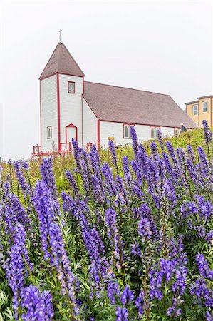 st. james church - Monkshood (aconitum) flowers in front of the church in the small preserved fishing village of Battle Harbour, Labrador, Canada, North America Stockbilder - Lizenzpflichtiges, Bildnummer: 841-07589832