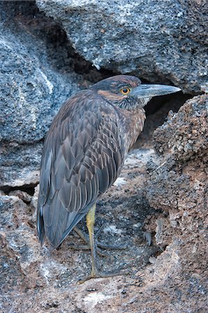 simsearch:841-03675136,k - Yellow-crowned night-heron (Nyctanassa violacea), Genovesa Island, Galapagos, UNESCO World Heritage Site, Ecuador, South America Foto de stock - Con derechos protegidos, Código: 841-07589848