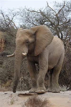 Bull desert elephant, Damaraland, Namibia, Africa Photographie de stock - Rights-Managed, Code: 841-07589842