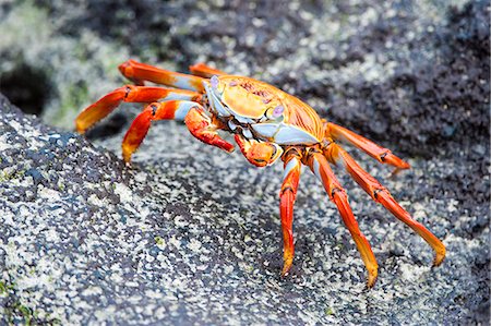 sally lightfoot - Sally Lightfoot crab (Grapsus grapsus), Galapagos, Ecuador, South America Stock Photo - Rights-Managed, Code: 841-07589854