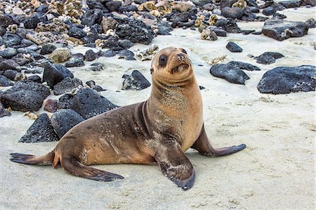 Galapagos sea lion pup (Zalophus californianus wollebaeki), Galapagos, UNESCO World Heritage Site, Ecuador, South America Photographie de stock - Rights-Managed, Code: 841-07589853