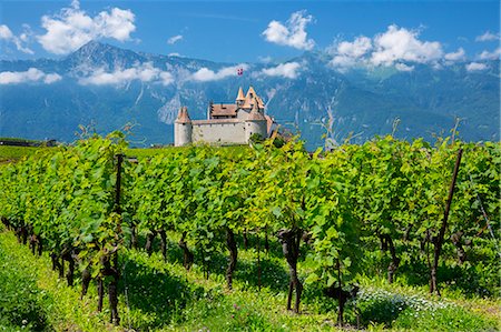 switzerland - Chablais vines in front of the Chateau de Aigle and the village of Aigle in the Chablais region, Vaud, Switzerland, Europe Foto de stock - Con derechos protegidos, Código: 841-07589896