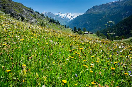 Alpine wildflower meadow in the Swiss Alps below the Matterhorn near Zermatt, Valais, Switzerland, Europe Stockbilder - Lizenzpflichtiges, Bildnummer: 841-07589902