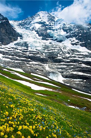 Alpine wildflowers, the Eiger Glacier (Eigergletscher), and Monch mountain in the Swiss Alps, Switzerland, Europe Stockbilder - Lizenzpflichtiges, Bildnummer: 841-07589913