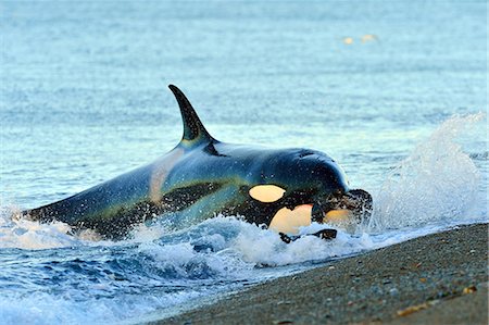 prey - Orca (Orcinus orca) hunting South American sea lion (Otaria flavescens) at Peninsula Valdes, Patagonia, Argentina, South America Stock Photo - Rights-Managed, Code: 841-07589936