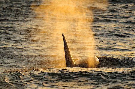 Orca (Orcinus orca) adult male, Peninsula Valdes, Patagonia, Argentina, South America Photographie de stock - Rights-Managed, Code: 841-07589944
