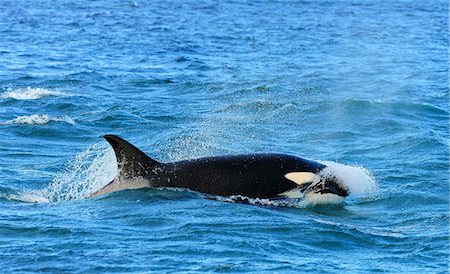 Orca (Orcinus orca), Peninsula Valdes, Patagonia, Argentina, South America Photographie de stock - Rights-Managed, Code: 841-07589943