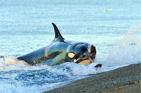 Orca (Orcinus Orca) hunting South American sea lion (Otaria flavescens), Peninsula Valdes, Patagonia, Argentina, South Atlantic, South America Photographie de stock - Rights-Managed, Code: 841-07589959