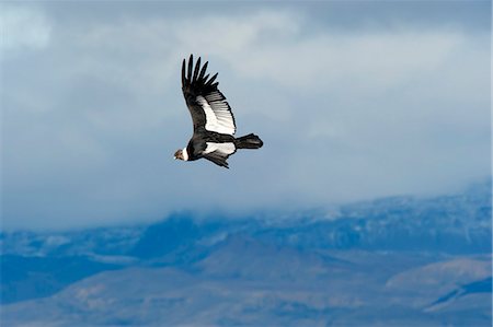 simsearch:841-03675150,k - Andean condor (Vultur gryphus) adult male, Santa Cruz, Patagonia, Argentina, South America Photographie de stock - Rights-Managed, Code: 841-07589960